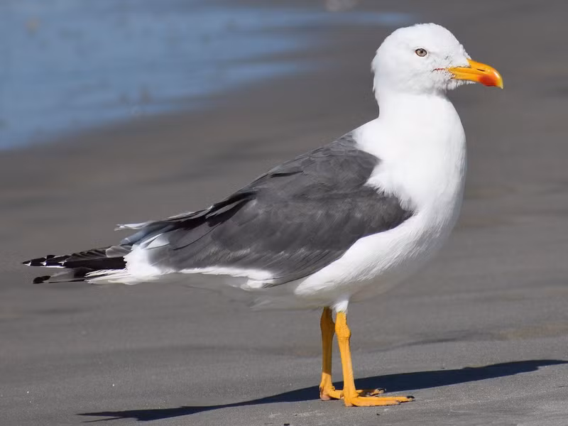 Mòng bể chân vàng (Larus fuscus) dài 58-65 cm, là loài trú đông, tương đối hiếm gặp tại Đông Bắc và Nam Bộ. Chúng được ghi nhận ở vùng triều, cát ven biển, sông hồ lớn ở vùng đất thấp.