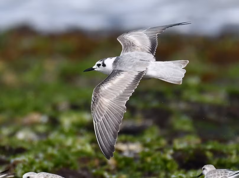 Nhạn xám (Chlidonias leucopterus) dài 20 - 24cm, là loài di cư không phổ biến qua Đông Bắc, Trung Bộ và Nam Bộ, trú đông hiếm tại Nam Bộ. Sinh cảnh của chúng là các ao hồ, đầm lầy, bãi cát ven biển, sông lớn, ruộng lúa nước.