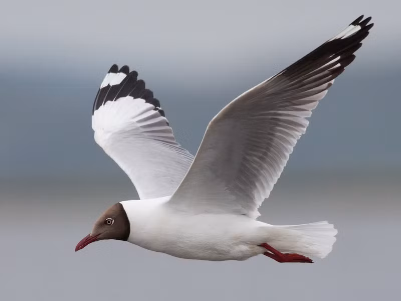 Mòng biển đầu nâu (Chroicocephalus brunnicephalus) dài 42 - 46cm, là loài di cư, trú đông không phổ biến tại Đông Bắc và Nam Bộ. Chúng sống ở sông, hồ lớn, vùng ven biển, các ao nuôi trồng thủy sản.
