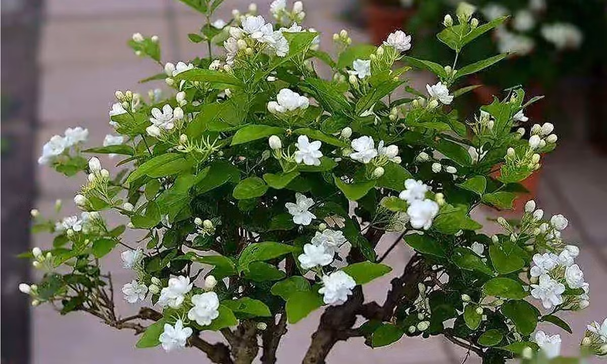  Đồng thời, cây cảnh có thể thanh lọc không khí và cải thiện chất lượng không khí trong nhà. Đặt một chậu cây trong phòng khách cũng giống như việc rắc nước hoa tự nhiên.