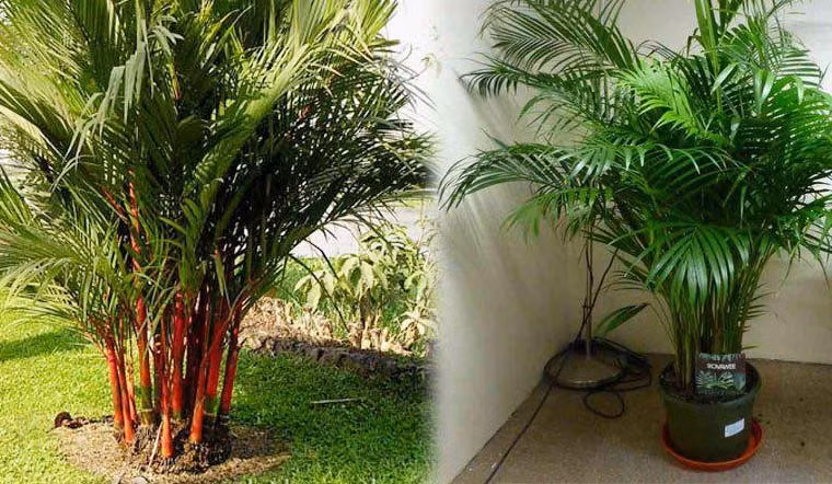  Hơn nữa, cây cảnh này rất tốt trong việc thanh lọc không khí trong nhà. Nó có thể hấp thụ nhiều loại khí độc hại như formaldehyde và carbon dioxide, đồng thời nó cũng có thể chuyển hóa thành oxy thông qua quá trình quang hợp.