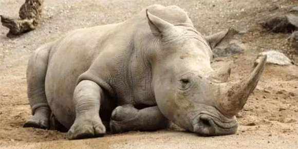 Theo dữ liệu của Worldwildlife, tê giác Sumatra (danh pháp khoa học: Dicerorhinus sumatrensis) là loài tê giác nhỏ nhất còn sống và là loài tê giác châu Á duy nhất có hai sừng. Chúng cũng là loài sống sót cuối cùng trong cùng một nhóm với loài Tê giác lông mịn đã tuyệt chủng.