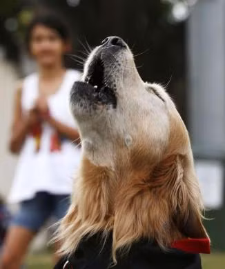 Charlie, chú chó săn lông vàng có tiếng sủa lớn nhất thế giới theo Sách Guiness, đang biểu diễn biệt tài có "1-0-2" tại Hội chợ Phục sinh ở Sydney hôm 29/3/2013.