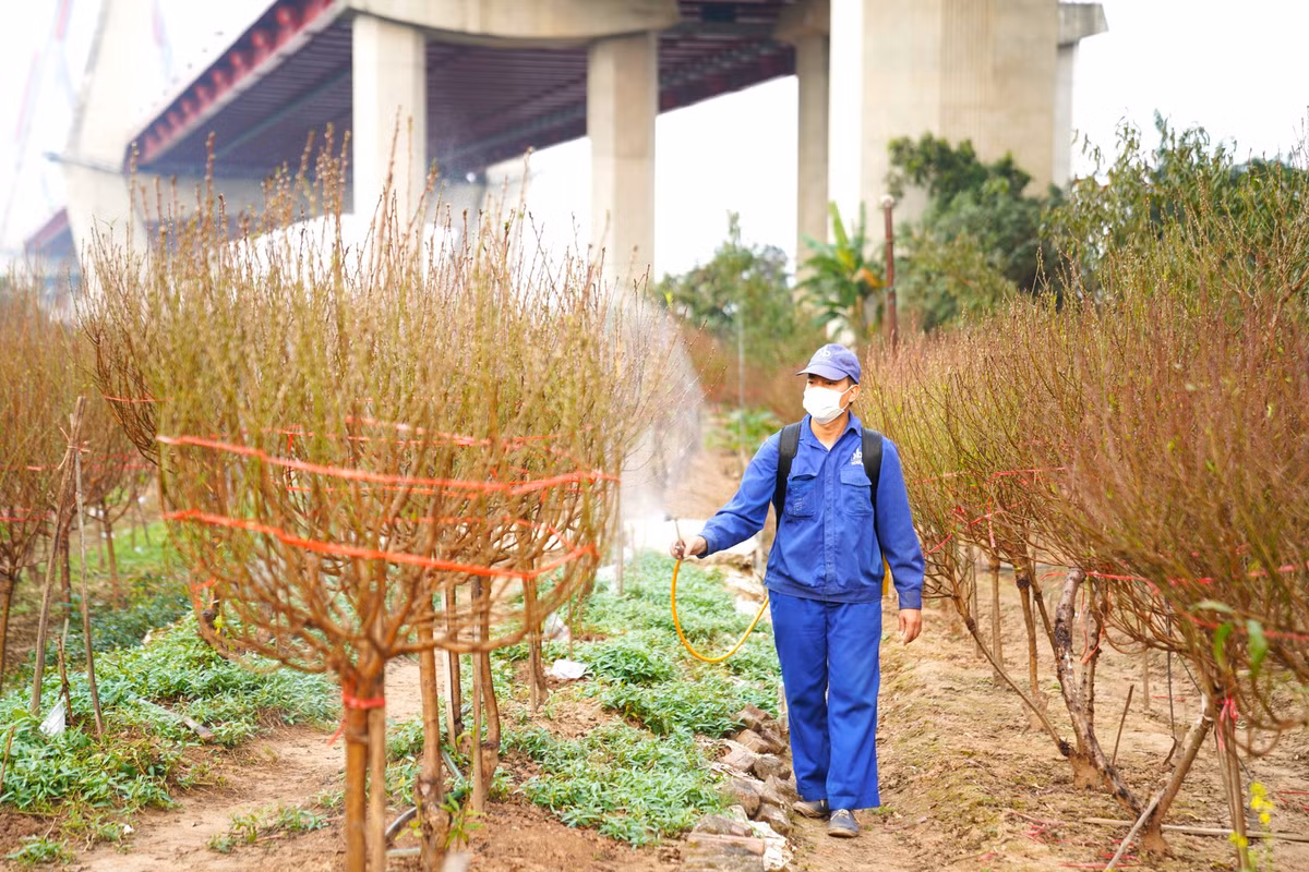 Người dân tất bật tưới nước, phun thuốc để cây phát triển khỏe mạnh.