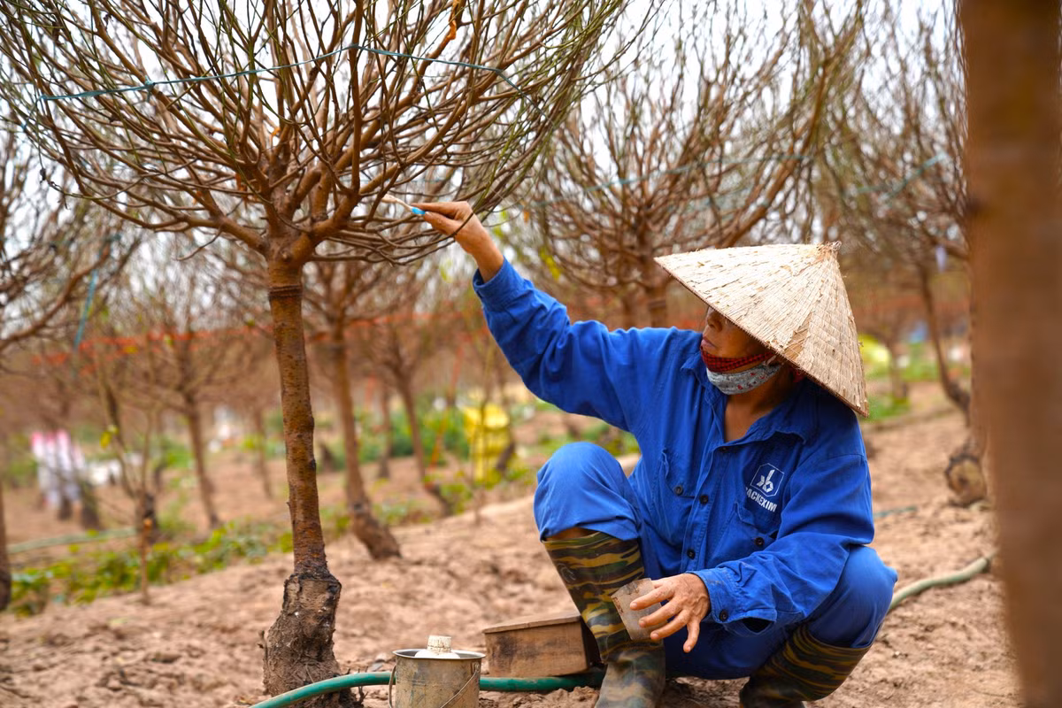 Người dân tỉ mỉ chăm sóc, bôi thuốc vào những chỗ bị nấm để đảm bảo tính thẩm mỹ và ngăn nấm lan sang cây khác.