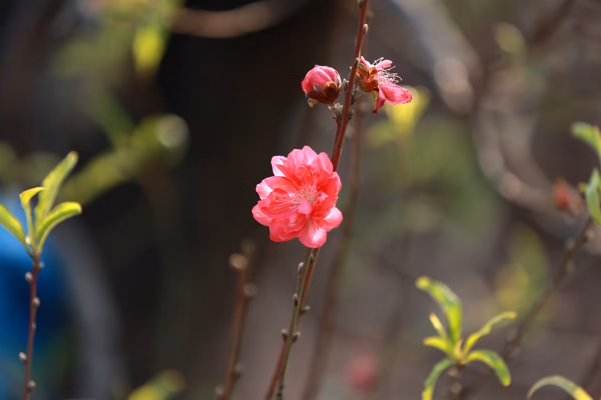 Nhiều cành đào đã bắt đầu nở khiến chủ vườn thấp thỏm.