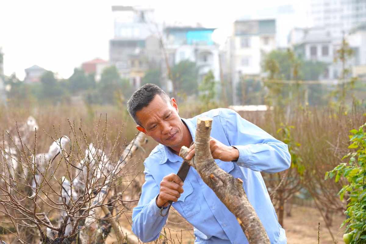 Gia đình ông Hùng năm nay ngoài trồng đào truyền thống, còn nhập về hơn 20 gốc đào cổ từ Sơn La đem về ghép mắt, chuẩn bị cho Tết năm sau.