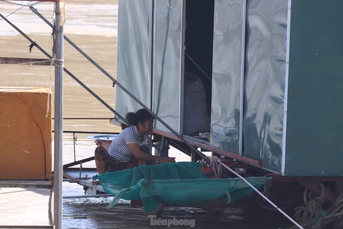 Nước sông dâng cao nhấn chìm các bụi cây tạo nơi trú ngụ cho các loài thủy sản. Những ngày này, người dân hầu như không thể đánh bắt được loại thủy sản nào.