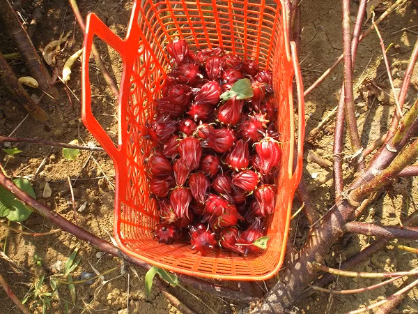 Mỗi kg hồng hoa thương lái trả 20.000 đồng sau đó chuyển hàng sang Trung Quốc.