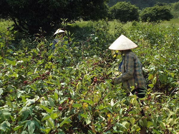 Giữa trưa nắng người dân ồ ạt đi hái hồng hoa để bán cho thương lái.