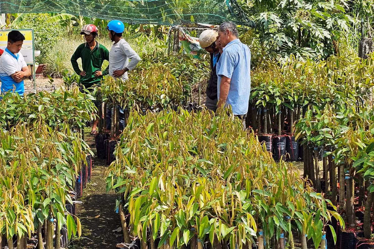 Cây giống sầu riêng mua bán sôi động, giá đang tăng ở Cần Thơ Cay giong sau rieng mua ban soi dong, gia dang tang o Can Tho