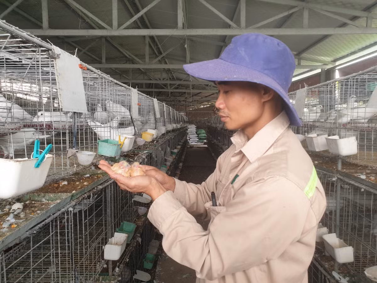 Nông dân Hải Phòng làm giàu từ nuôi chim bồ câu Pháp - Hình 2 Nong dan Hai Phong lam giau tu nuoi chim bo cau Phap-Hinh-2