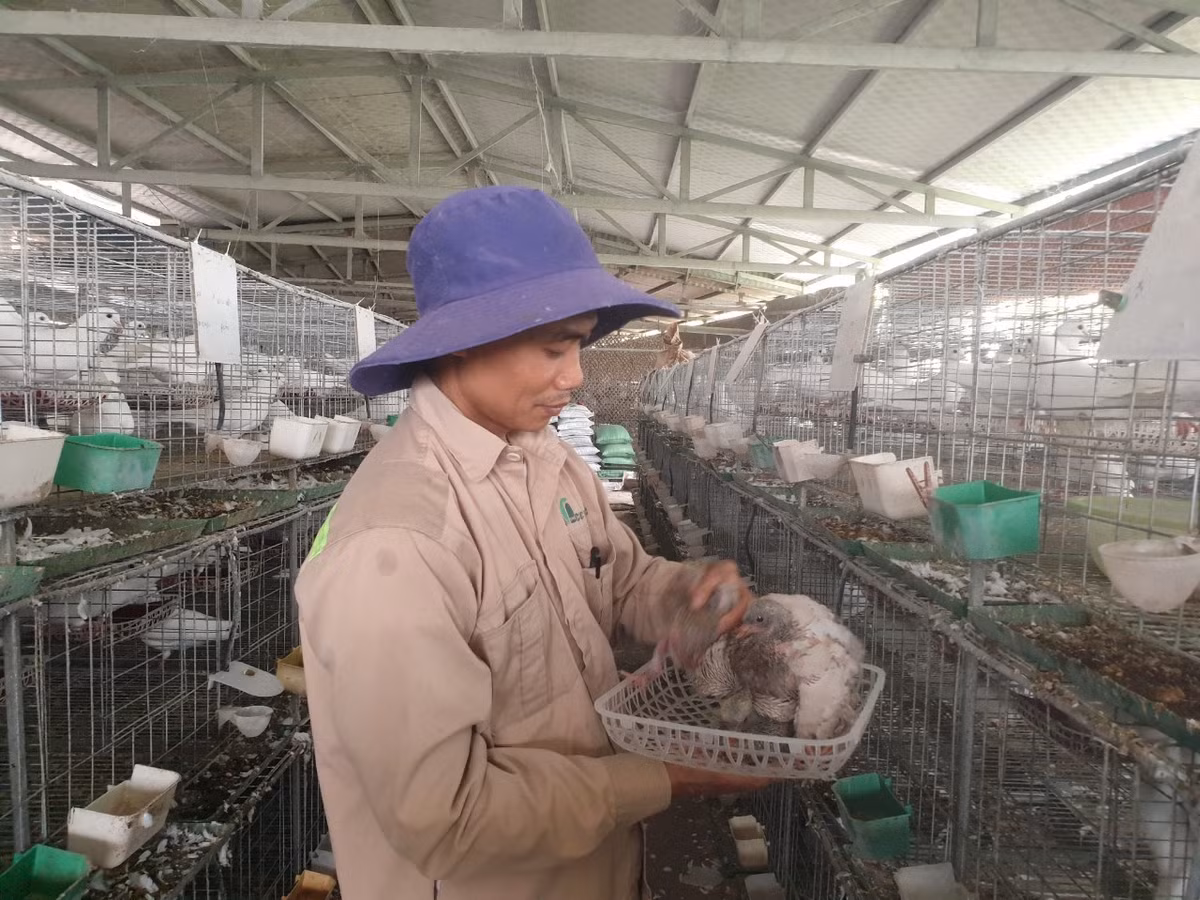 Nông dân Hải Phòng làm giàu từ nuôi chim bồ câu Pháp - Hình 3 Nong dan Hai Phong lam giau tu nuoi chim bo cau Phap-Hinh-3
