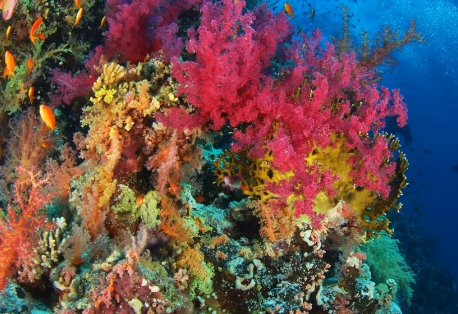 Rạn san hô Great Barrier ngoài khơi Úc tràn ngập sinh vật biển với màu sắc sống động. Rạn san hô rộng 133.000 dặm vuông là nơi sinh sống của hơn 1.500 loại cá, 400 loại san hô và 4.000 loài động vật thân mềm. Trong khi nhiệt độ ngày càng tăng đã dẫn đến tình trạng tẩy trắng san hô hàng loạt - khiến màu sắc tươi sáng của rạn san hô chuyển sang trắng - một số khu vực vẫn không bị ảnh hưởng. Hệ sinh thái này là Di sản thế giới của UNESCO