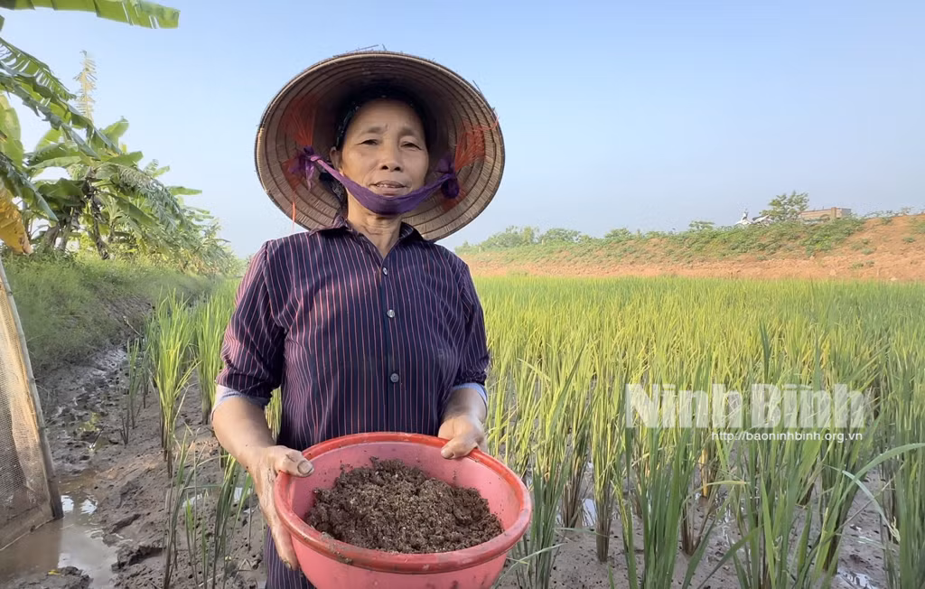 Nông dân Ninh Bình dưỡng đất, cải tạo môi trường để thu "lộc trời" - Hình 2 Nong dan Ninh Binh duong dat, cai tao moi truong de thu