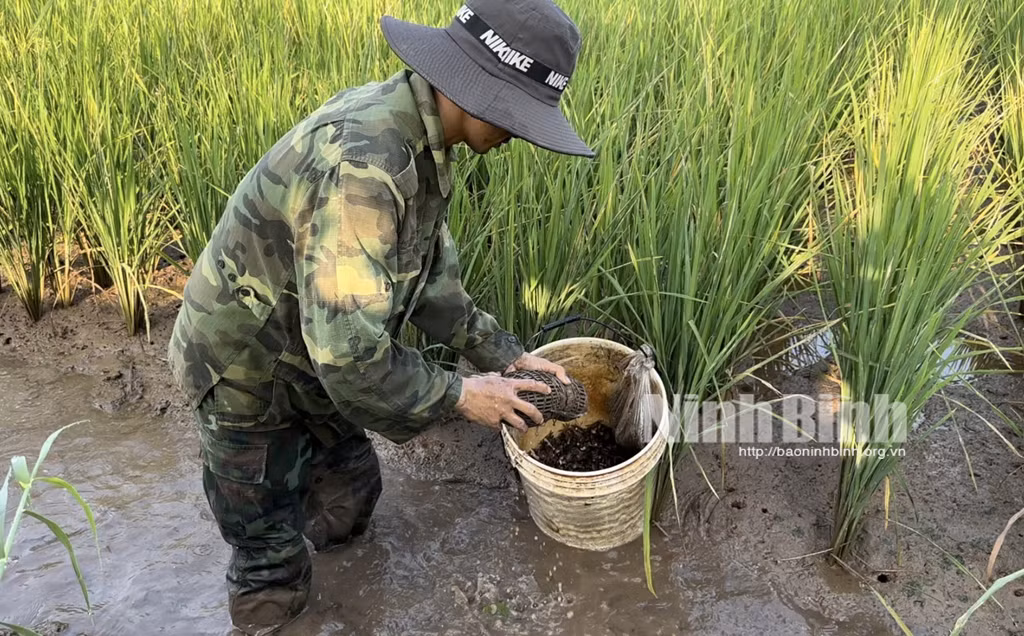 Nông dân Ninh Bình dưỡng đất, cải tạo môi trường để thu "lộc trời" - Hình 5 Nong dan Ninh Binh duong dat, cai tao moi truong de thu