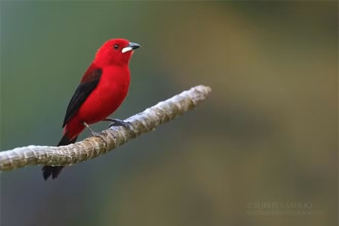Nhiếp ảnh gia Supreet Sahoo sử dụng máy ảnh Canon 1Dx Mark ii và ống kính tiêu cự 600 mm để chụp các bức ảnh chim này.
