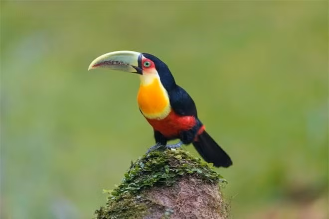 Chim Toucan.