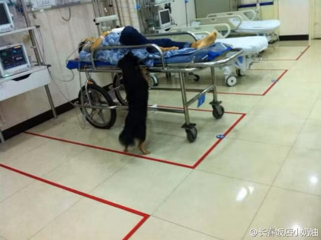 Chú chó đã theo người nhà của chủ nhân đến tận bệnh viện và không chịu ngồi yên, thậm chí còn lẻn vào phòng cấp cứu. Sau đó các nhân viên y tế phải dắt chú chó ra và để nó đợi ở bên ngoài.