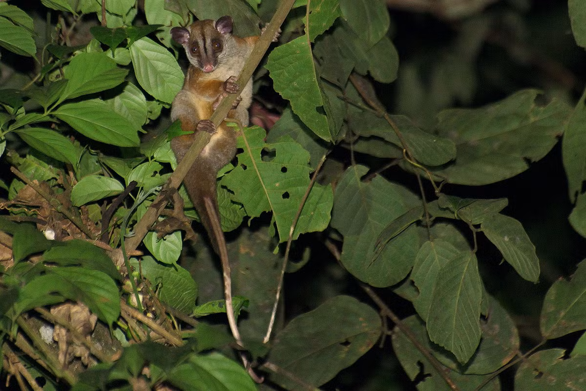 Thú túi cây lông dày tai nâu (Caluromys lanatus) dài 18-29 cm, cư trú ở các khu rừng ẩm phía Tây và trung của Nam Mỹ. Loài này sống đơn độc, ăn tạp, hoạt động về đêm ở trên cây. Ảnh: Bioweb.