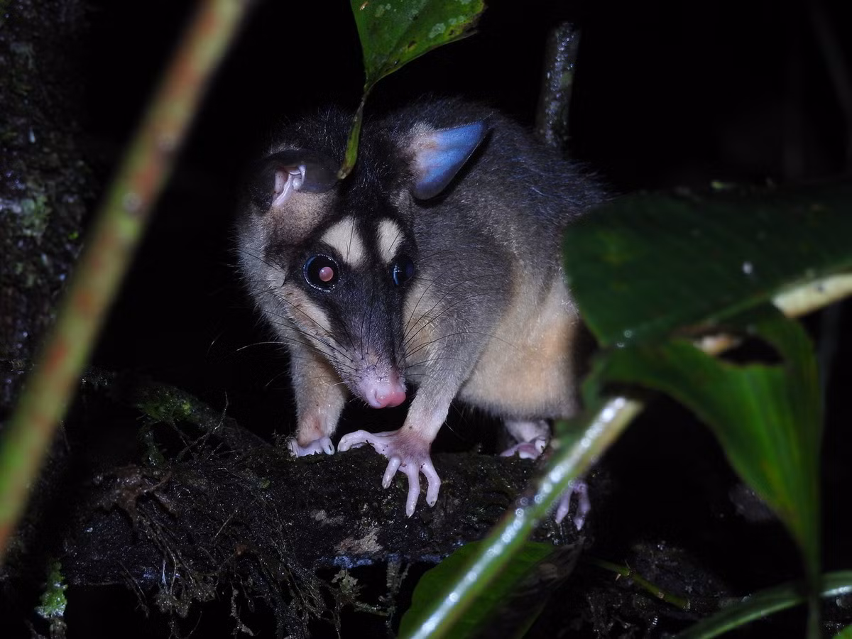Thú túi cây xám bốn mắt (Philander opossum) dài 35-35 cm, phân bố ở Trung Mỹ và phía Bắc của Nam Mỹ. Loài này được nhận dạng nhờ hai đốm trắng trên trán. Ảnh: iNaturalist.