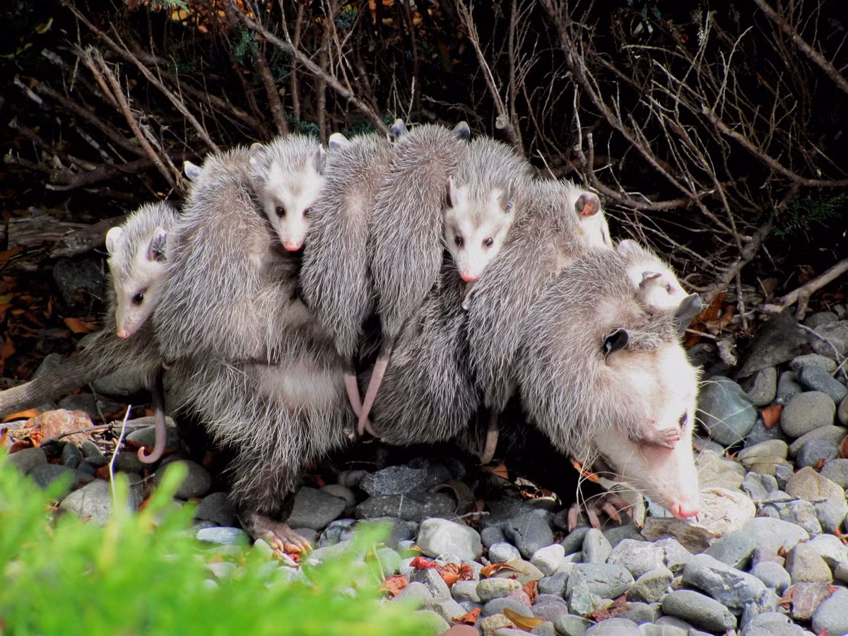Opossum (Didelphis virginiana) dài 30-50 cm, sống trong các đồng cỏ, rừng nhiệt đới và ôn đới ở miền Nam nước Mỹ và khu vực Trung Mỹ. Loài thú có túi lớn nhất châu Mỹ này nổi tiếng với kỷ năng giả chết tài tình. Ảnh: Wikipedia.