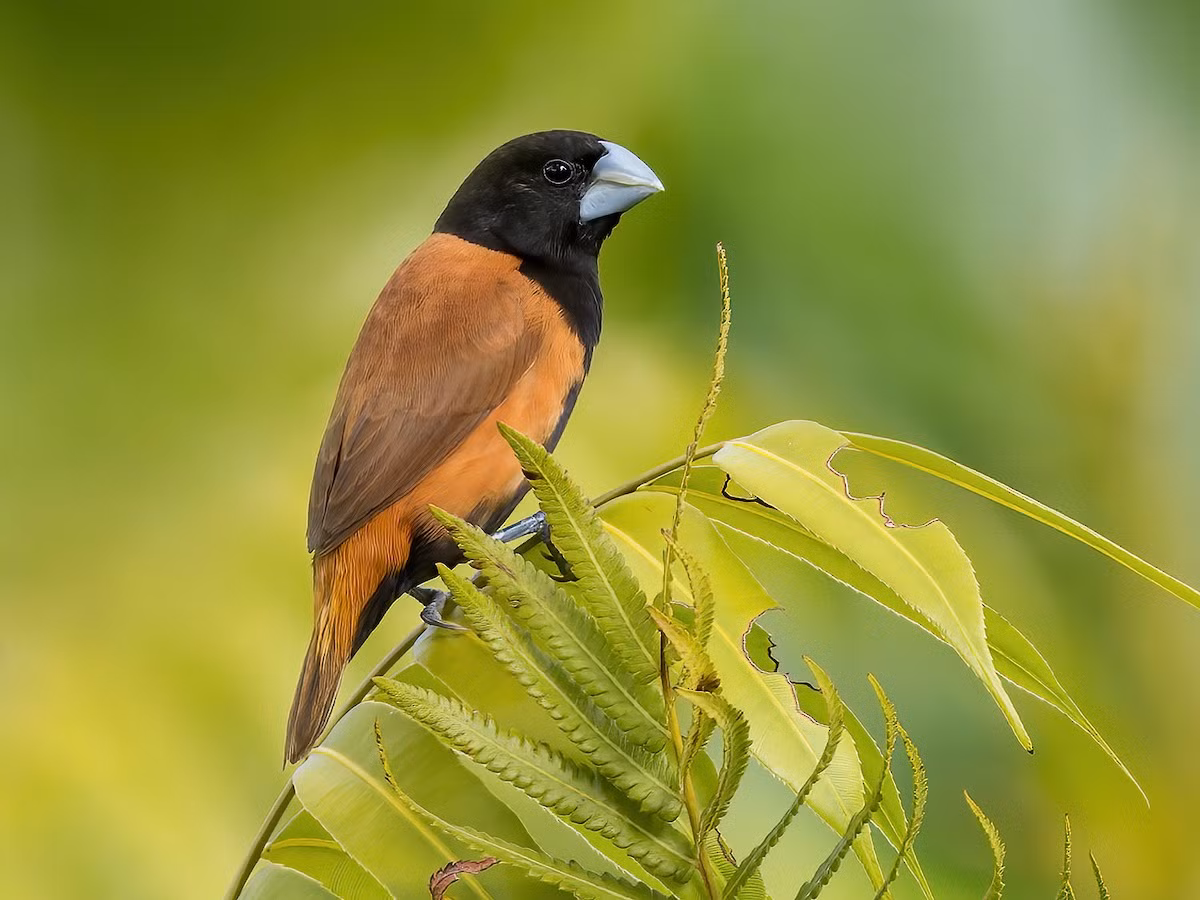 Di đầu đen (Lonchura atricapilla) dài 11-12 cm, là loài định cư không phổ biến tại Đông Bắc, tương đối phổ biến tại Trung, Nam Trung Bộ và Nam Bộ. Ảnh: eBird.