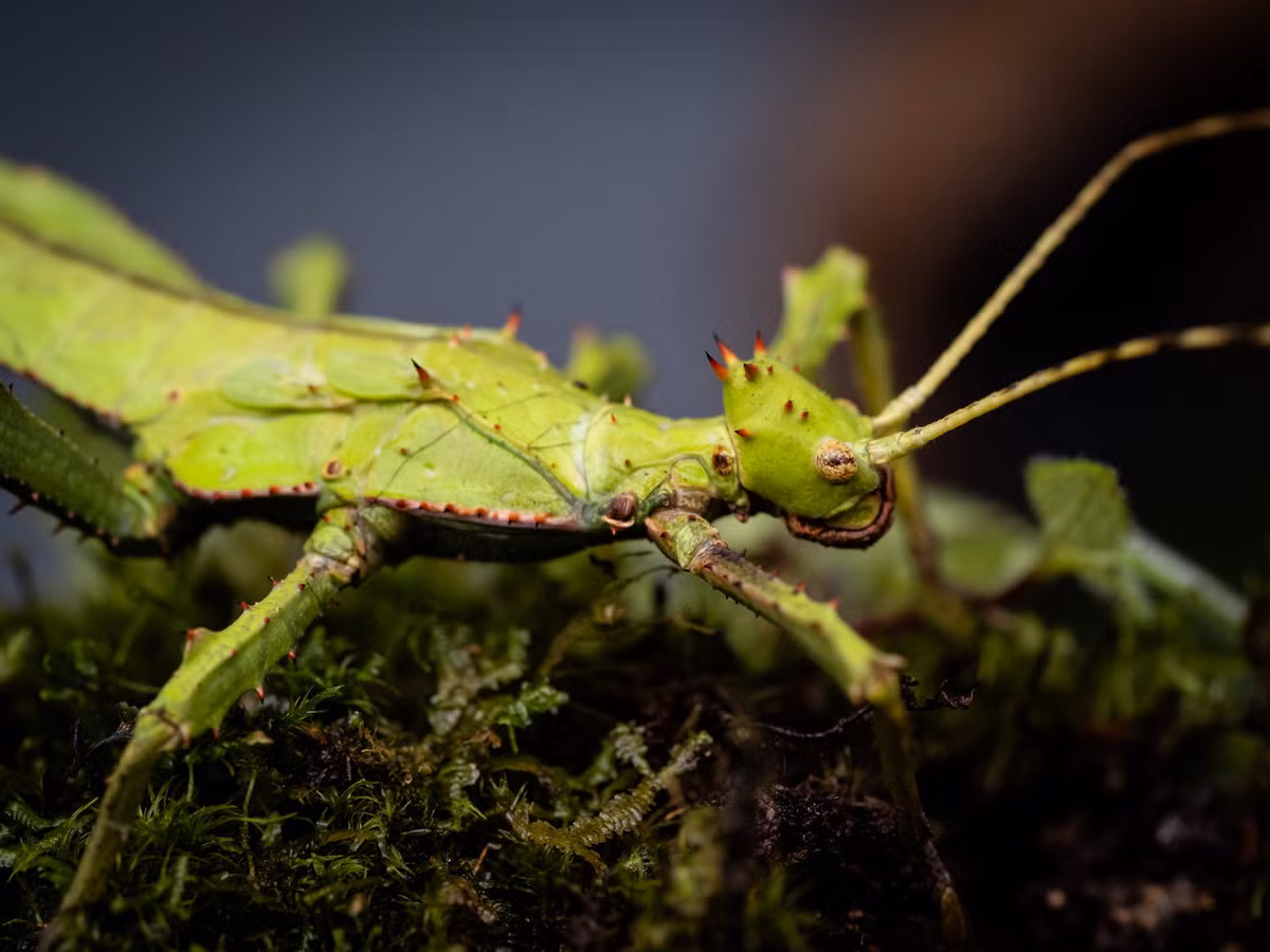 Là một loài côn trùng bản địa của khu vực Đông Nam Á, bọ que rừng Malaysia (Heteropteryx dilatata) có vẻ ngoài gây ấn tượng đặc biệt với những người lần đầu nhìn thấy. Ảnh: iNaturalist.