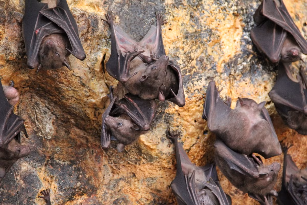 Dơi cáo xám (Rousettus amplexicaudatus) dài 10-18 cm, phân bố ở Đông Nam Á. Chúng thường ngủ trong hang theo đàn với số lượng lên đến hàng ngàn cá thể. Ảnh: iNaturalist.