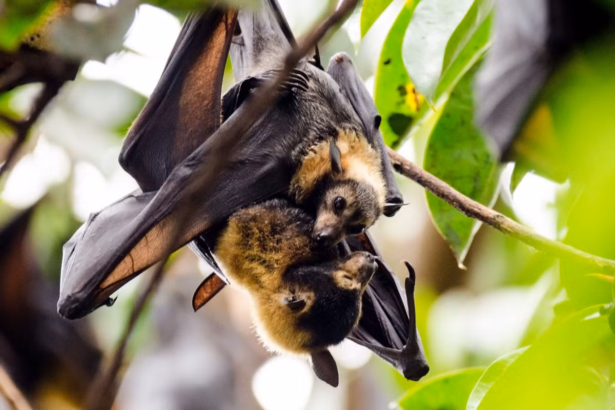 Dơi ngựa đeo kính (Pteropus conspicillatus) dài 22-25 cm, cư trú ở các rừng mưa nhiệt đới nguyên sinh và thứ sinh ở quần đảo Molucca (Indonesia), New Guinea và một phần Australia. Chúng được nhận dạng nhờ mảng lông sáng màu bao quanh mắt. Ảnh: Palm Oil Detectives.