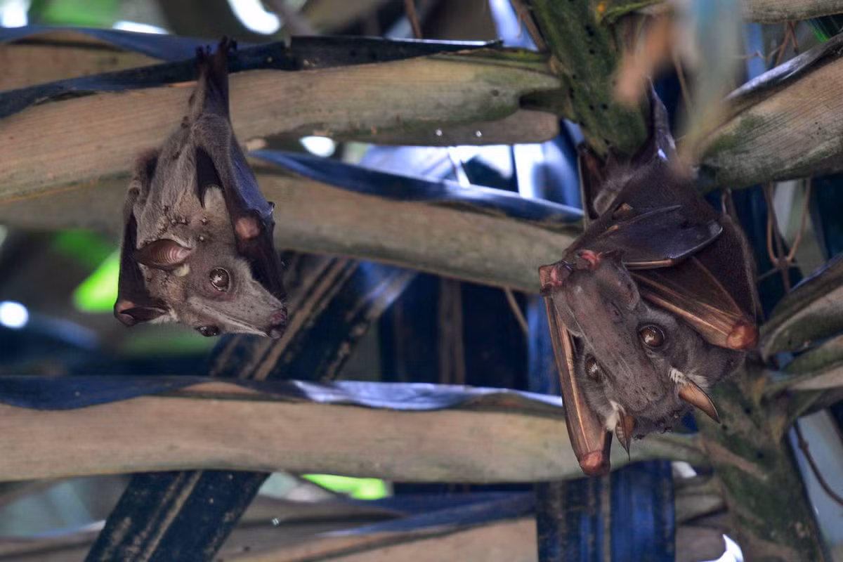 Dơi quả đầu búa (Hypsignathus monstrosus) dài 20-28 cm, phân bố ở Tây và Trung Phi. Con đực của loài này có cái mõm lớn và bè ra. Ảnh: ThoughtCo.