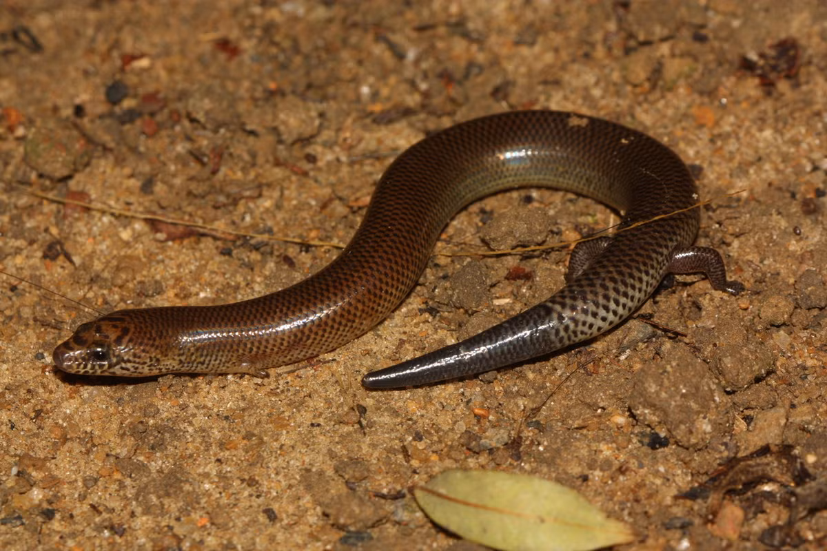 5. Thằn lằn bóng Angel (Lygosoma angeli) dài khoảng 20 cm, phân bố ở Đồng Nai, Bà Rịa – Vũng Tàu, Bình Dương, Bình Phước, Tây Ninh. Với thân hình thuôn dài cùng bốn chiếc chân nhỏ xíu, loài thằn lằn này trông như một con rắn có chân.