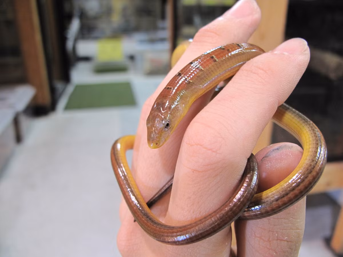 Trong Sách Đỏ IUCN, thằn lằn rắn Hart được xếp vào nhóm loài Ít quan tâm. Ảnh: ライブドアブログ.