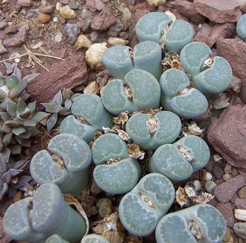 Loài hoa sỏi đá này có tên tiếng Anh là Lithops, một chi thực vật có hoa trong họ Aizoaceae. Loài hoa kỳ lạ này còn được gọi bằng một số tên khác như sinh thạch, ngọc đầu thạch, sen đá, xương rồng, hải thạch lan, hoa đá, hoa sỏi.