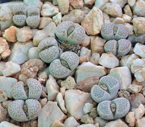 Tên khoa học của loài hoa sỏi đá kỳ lạ này là Lithopturbuniformis (listhops nghĩa là đá; opsis nghĩa là hình dạng)đề cập đến hình dạng giống như sỏi đá của loài thực vật nhỏ bé.