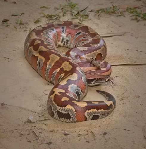  Đó là trăn cộc (Python curtus), một loài trăn đặc trưng bởi hình dặng ngắn và mập mạp. 