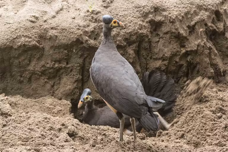 Ngay cách xây tổ của Maleo cũng thể hiện rõ sự “thông minh” của loài chim này. Cặp chim bố mẹ dùng chân đào một hố sâu ở khu vực làm tổ. Sau đó chim cái sẽ đẻ trứng vào trong hố, rồi lấy cát lấp trứng lại để nhiệt độ Mặt trời hoặc núi lửa sưởi ấm.