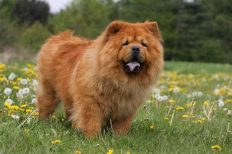 10. Chó Chow Chow.