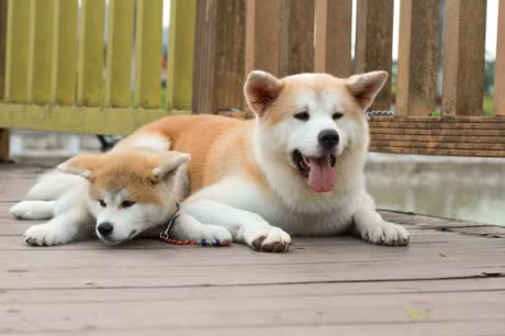 5. Chó Akita.