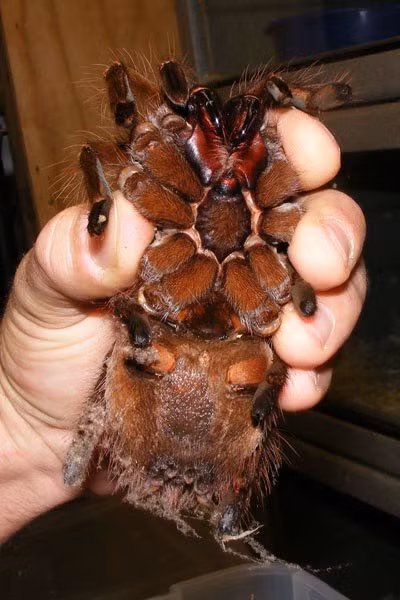 Goliath birdeater tarantula (Theraphosa blondi) là loài nhện lớn nhất thế giới. Chúng thuộc họ Taranutla. Gần đây, một nhà khoa học Mỹ vừa phát hiện một con Goliath birdeater trong khu rừng ở Nam Mỹ. Ông cho biết con nhện Goliath có khối lượng khoảng 170 gram, với chiều dài chân lên tới 30 cm, chúng có kích thước tương đương chó con và những chiếc răng nanh rất lợi hại. Để tự bảo vệ bản thân, chúng phát ra tiếng rít rất khó chịu và phóng lông gai có nọc độc vào kẻ thù, gây đau đớn và ngứa.