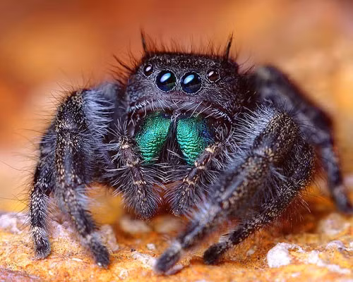 Phidippus audax là loài nhện nhảy ở Bắc Mỹ, có khả năng nhảy từ cây này sang cây khác. Chúng là những kẻ săn mồi nguy hiểm với cặp mắt sáng và khả năng nhảy xa gấp 50 lần chiều dài cơ thể. Chiều dài trung bình của một con nhện trưởng thành từ 13 tới 30 mm. Chúng thích bò để săn mồi hơn là giăng tơ để phục kích con mồi. Những mạng nhện của chúng chỉ phục vụ cho việc đẻ trứng hoặc ẩn náu.