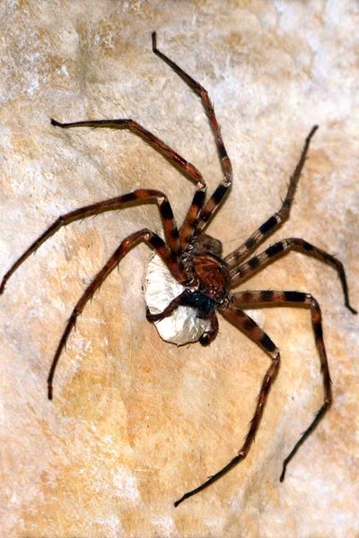 Giant Huntsman spider (Heterpoda maxima), là một loài nhện có chân dài. Chúng thuộc nhóm những loài nhện lớn nhất thế giới. Cơ thể không lớn, nhưng chúng lại sở hữu 8 cái chân rất dài. Chiều dài mỗi chân lên tới 30 cm. Mỗi chân đều có gai nhọn. Bộ chân dài giúp chúng di chuyển nhanh chóng và bắt mồi dễ dàng.