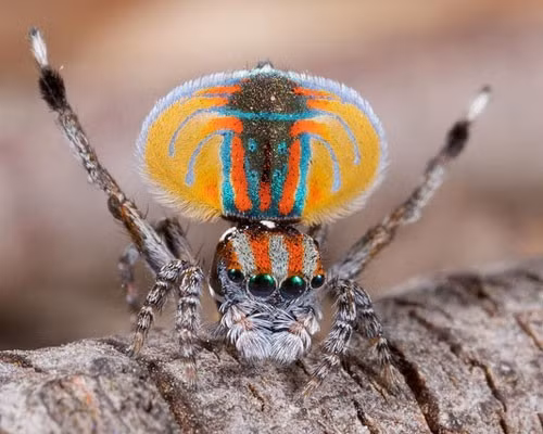 Nhện công (Jumping Peacock Spider) có màu sắc sặc sỡ so với các loài nhện khác. Trong khi con cái chỉ có phần bụng và phần lưng màu nâu thì con đực lại sở hữu những màu sắc vô cùng nổi bật như màu cam, màu đỏ, màu xanh nước biển, xanh lá cây, vàng đen.Đây là một loài nhện khá nhỏ. Chúng phân bố ở Queensland và New South Wales.