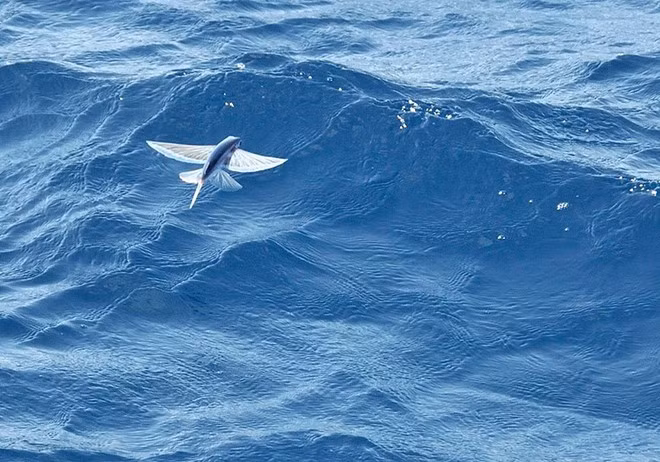 Để vọt lên mặt nước, cá chuồn vẫy đuôi của chúng tới 70 lần mỗi giây. Sau đó chúng giăng vây ngực và nghiêng nhẹ lên phía trên để vọt khỏi nước.