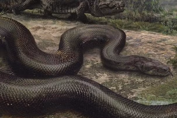Titanoboa là tên khoa học của một loại rắn dài hơn 15 m và nặng khoảng 1.135 kg. Các nhà nghiên cứu cho biết chiều rộng của thân rắn có cùng kích thước với một chiếc lốp xe tải cỡ lớn. Chúng tồn tại 60 triệu năm trước, tại những vùng nước trũng, bùn lầy.