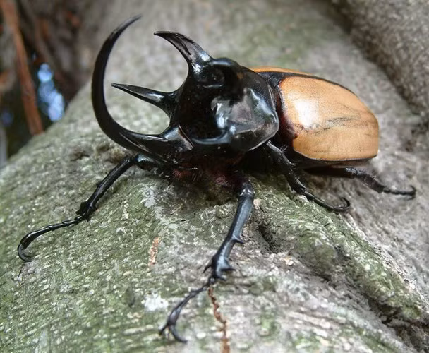  Bọ hung năm sừng (Eupatorus gracilicornis) sẽ khiến nhiều người “choáng” vì kích thước rất lớn và hình thù kì dị có một không hai.