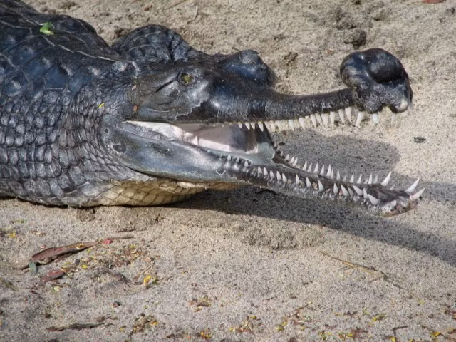 Tên khoa học của cá sấu Ấn Độ hay cá sấu sông Hằng là Gharial. Dù cá sấu Gharial sở hữu chiều dài lên tới 6 m, song chúng rất lành. Với miệng hẹp và nhiều răng, Gharial chỉ xơi tái những con cá mà không săn những con mồi lớn hơn như nhiều loài cá sấu khác. Hiện nay Gharial đối mặt với nguy cơ tuyệt chủng cao.