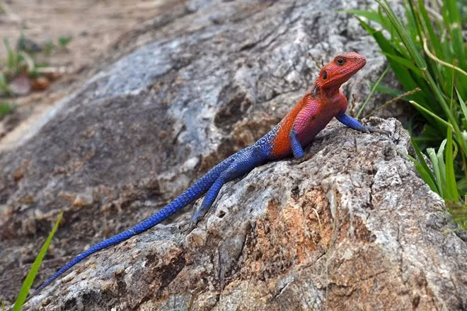 Thằn lằn Agama đầu đỏ là một trong số những loài bò sát đẹp nhất hành tinh. Với chiều dài từ 35 đến 38 cm, Agama chủ yếu sống ở châu Phi. Màu sắc trên khuôn mặt và cơ thể của một con Agama đực trở nên rực rỡ vào thời điểm nóng nhất trong ngày. Sự tương phản giữa khuôn mặt màu đỏ và cơ thể xanh khiến con vật trở nên nổi tiếng với tên gọi “thằn lằn siêu nhân”.