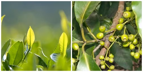 Dùng lá chè xanh hoặc nụ vối hoặc lá trầu không rửa sạch, cho vào nước đun lên. Lấy nước đó đổ vào chậu cho nguội bớt. Khi nước còn hơi âm ấm, dùng rửa vùng da hăm cho bé.