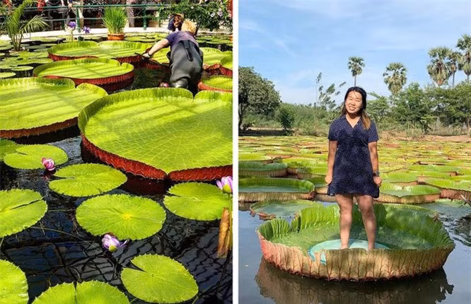 6. Lá sen nước khổng lồ: Tên khoa học: Victoria amazonica. Biệt danh: Lá sen nước khổng lồ. Siêu năng lực: Có thể giữ vật có trọng lượng lên tới 45 kg trên mặt nước. Đặc điểm nổi bật: Năng lực kỳ diệu của Victoria amazonica được ẩn giấu bên trong những chiếc lá tròn khổng lồ và cực kỳ mạnh mẽ. Lá có thể phát triển tới hơn 2,5 mét. Không khí trong lá cho phép chúng nổi và giữ một vật có trọng lượng lớn trên mặt nước. Trong 1 mùa, mỗi cây tạo ra 40-50 lá phủ trên mặt nước. Nơi sinh sống: Victoria amazonica thường mọc ở Bolivia, nhưng bạn cũng có thể thấy nó được trồng ở một số vườn thực vật. 